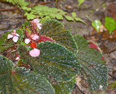 Begonia ruthiae, photograph Jay Pruett, CC BY, iNaturalist via GBIF