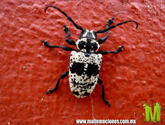 Acanthoderes funeraria