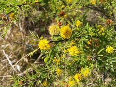 Vachellia schaffneri bravoensis