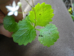 Crassula umbraticola