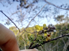 Dalea lutea