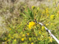 Vachellia schaffneri bravoensis