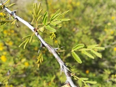 Vachellia schaffneri bravoensis