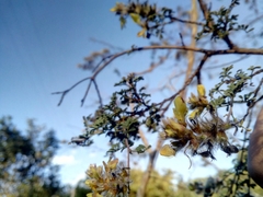 Dalea lutea