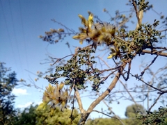 Dalea lutea
