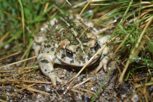 Western Toad, photo 3 of 10