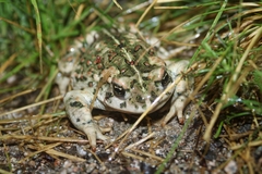 Western Toad photo 3