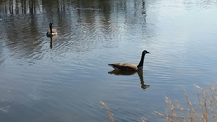 Branta canadensis