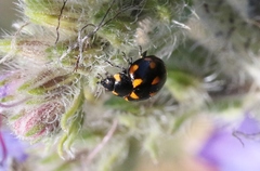 Coccinella leonina