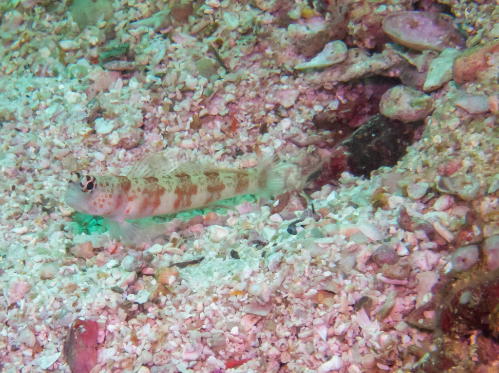 Broad-banded Shrimp-goby