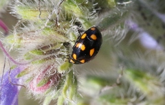 Coccinella leonina