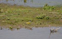 Motacilla flava cinereocapilla