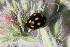 Coccinella leonina
