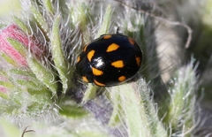 Coccinella leonina