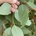 Eucalyptus marginata spurgeana - Photo (c) Dean Nicolle, algunos derechos reservados (CC BY-NC), subido por Dean Nicolle