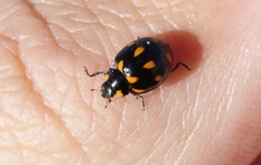 Coccinella leonina