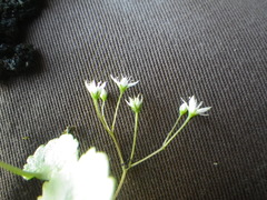 Crassula umbraticola