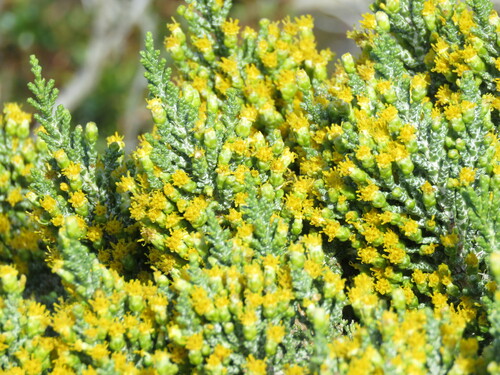 Image of Pine-scented daisy by no rights reserved