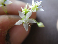 Crassula umbraticola