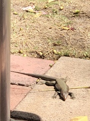 Pholidoscelis erythrocephalus