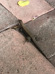 Pholidoscelis erythrocephalus