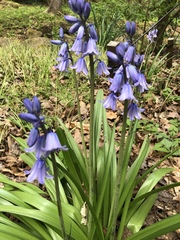 Hyacinthoides hispanica
