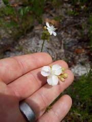 Callisia ornata