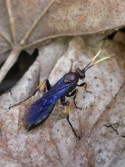 Ichneumon centrator