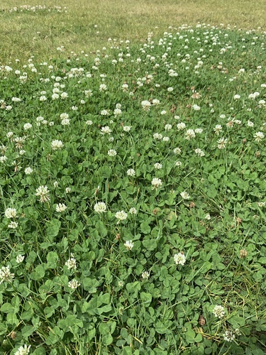 Trifolium repens image