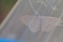 Scopula floslactata