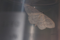 Scopula floslactata