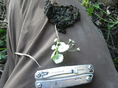 Crassula umbraticola