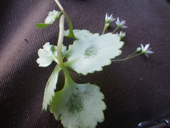 Crassula umbraticola