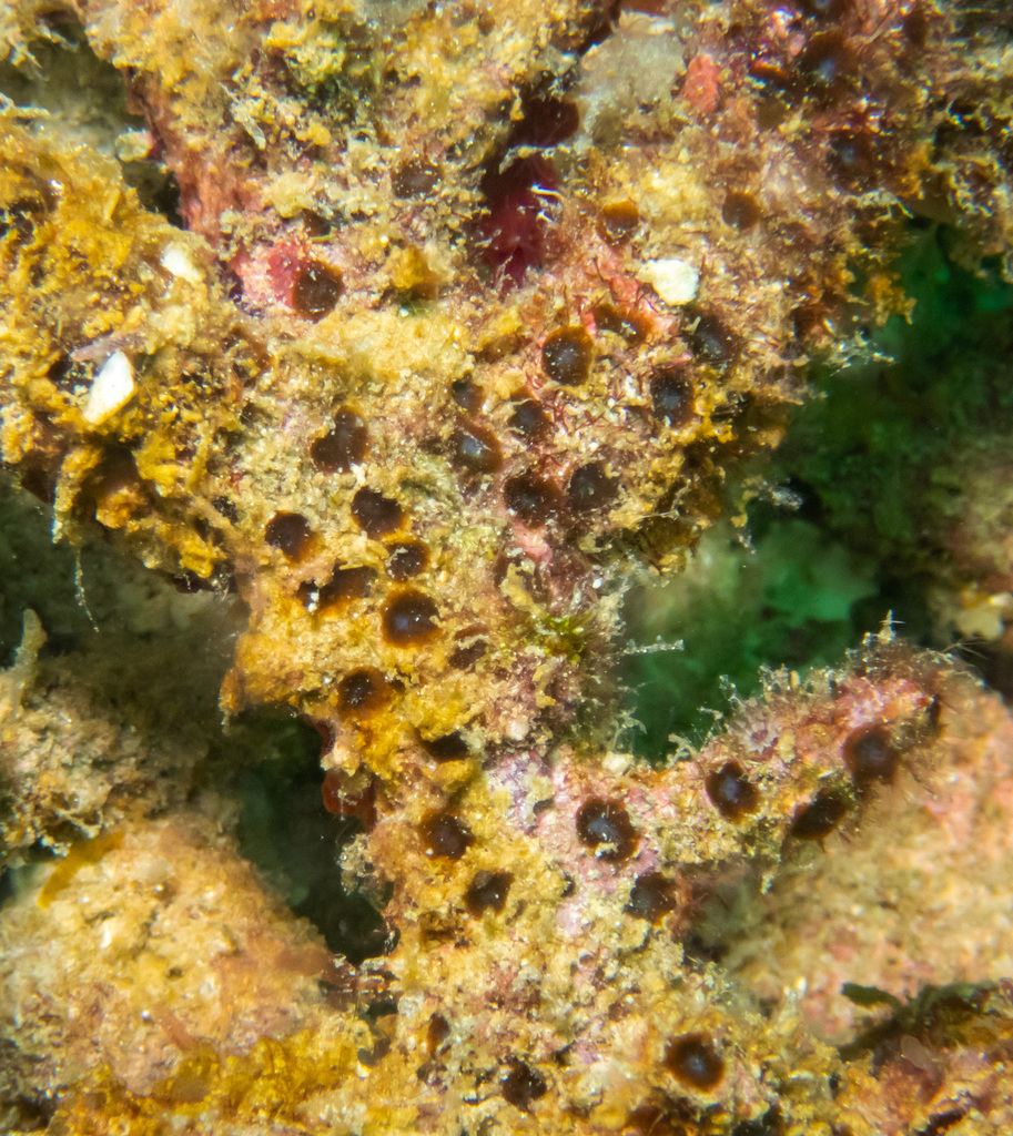 Blue-eyed boring sponge