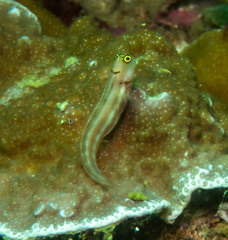 Lubbock's Combtooth Blenny photo 2