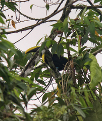 Ramphastos brevis