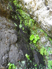 Crassula umbraticola