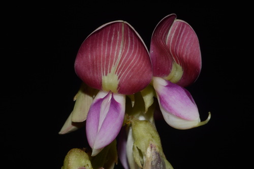 Image of Lackeya multiflora by (c) Brian Finzel, some rights reserved (CC BY-SA)