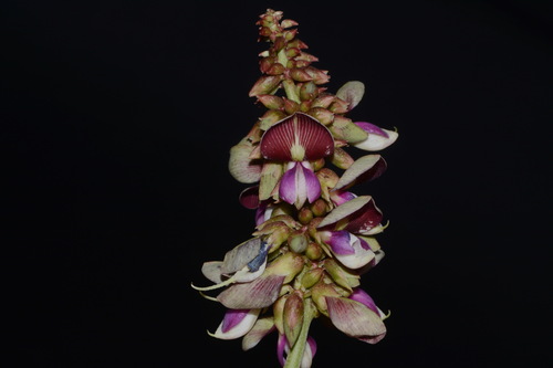 Image of Lackeya multiflora by (c) Brian Finzel, some rights reserved (CC BY-SA)