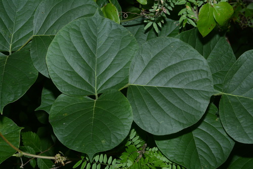 Image of Lackeya multiflora by (c) Brian Finzel, some rights reserved (CC BY-SA)