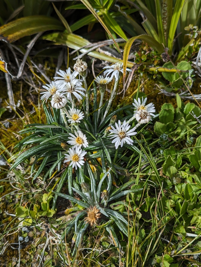 mountain daisies in December 2023 by pepijnz · iNaturalist