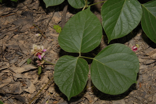 Image of Lackeya multiflora by (c) Brian Finzel, some rights reserved (CC BY-SA)