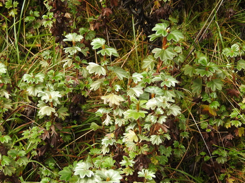 Alchemilla stuhlmannii