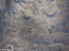 Didelphis marsupialis