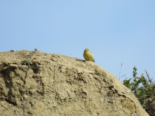 Patagonian Yellow Finch (Sicalis lebruni), photo 6