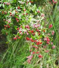Corokia buddleioides