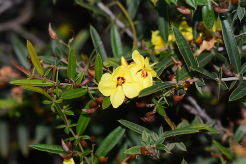 Labichea lanceolata