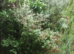 Corokia buddleioides
