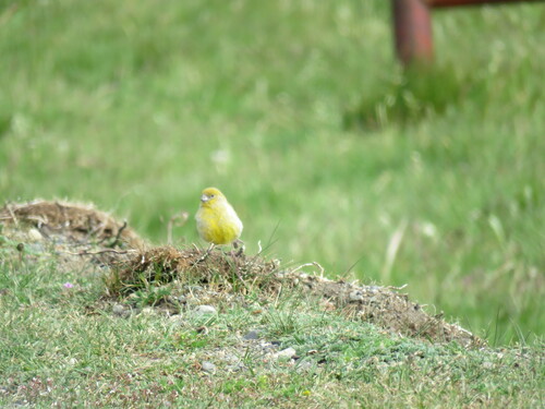 Patagonian Yellow Finch (Sicalis lebruni), photo 9