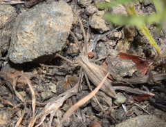 Tibellus chamberlini